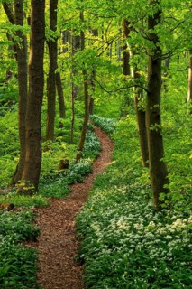 Winding forest path through an idyllic, light-flooded beech forest with wild garlic in bloom in