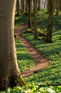 Winding forest path through an idyllic beech forest in spring with lush green wild garlic on the