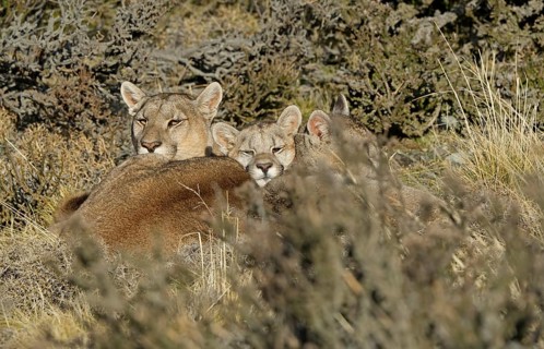 Cougar (Cougar concolor) female with young, Torres del Paine National Park, Chile, South America