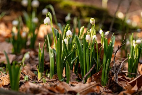 Close-up of spring knotweed (Leucojum vernum) in the forest, also known as marzenbecher, in