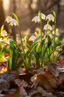 Close-up of spring knotweed (Leucojum vernum) in the forest, also known as marzenbecher, in