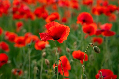 Close-up of red flowering poppy (Papaver rhoeas) in soft backlight, Lower Saxony, Germany
