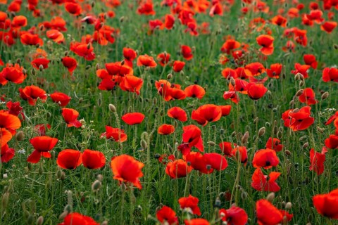 Full-frame photograph of a field of red-flowering poppies (Papaver rhoeas) in soft backlighting,