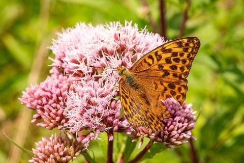 Close-up of an Emperor Cloak (Argynnis paphia) on pink flowering Hemp agrimony (Eupatorium