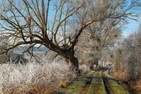 Field path through the Emmer meadows on a frosty winter morning, with icy trees and bushes at the