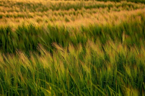 Full-format photograph of a barley field (Hordeum vulgare) in atmospheric evening backlight,