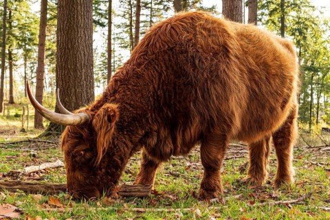 Highland cattle in a forest in the Wistinghauser Senne, Teutoburg Forest nature park Park, North