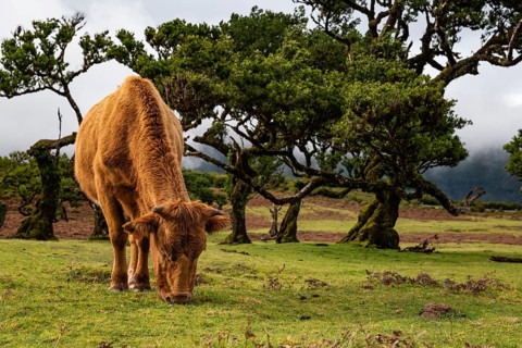 A grazing cow in front of pristine laurel trees in the magical, mystical laurel forest of Fanal,