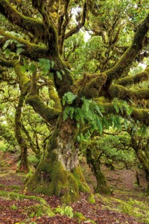 Moss-covered steps on a hiking trail along the Levada do Moinho, lined with primeval forest with