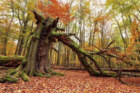 Autumnal forest scene with a trunk of an ancient, dead and bent tree covered with moss and tree