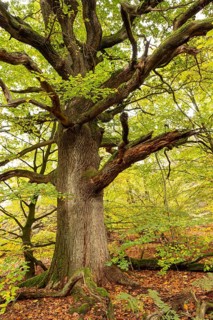 Trunk of a monumental English oak (Quercus robur) in an autumn scene in the Sababurg primeval