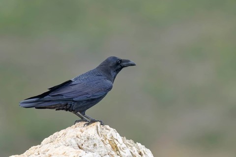 Raven (Corvus corax) on a rock, Extremadura, Spain