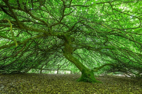 Faux de Verzy beech forest, Verzy, Marne, France