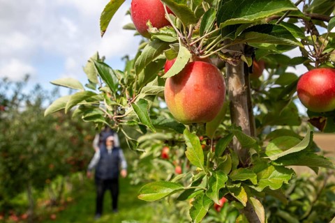 Apples ready for harvest at a fruit farm in the Palatinate