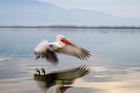 Dalmatian Pelican (Pelecanus crispus), Dalmatian Pelican, landing, long exposure, Lake Kerkini,