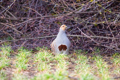 Grey partridge (Perdix perdix) Germany
