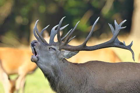 Red deer (Cervus elaphus) during the rutting season, a large stag roaring in a forest clearing,