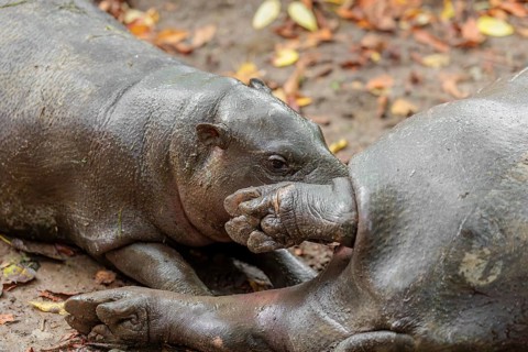 A female pygmy hippopotamus (Choeropsis liberiensis) nurses its calf. Liberia, West-Afrika