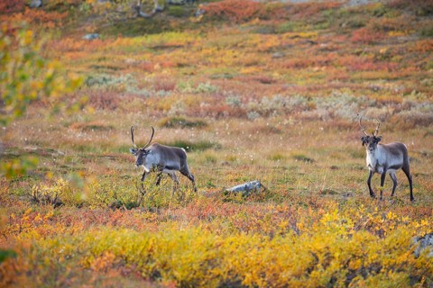 Reindeer herd at Abisko National Park in the colourful autumn of Lapland below Lapporten,