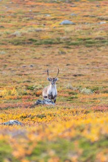 Reindeer at Abisko National Park in the colourful autumn of Lapland below Lapporten, Cuonjávággi