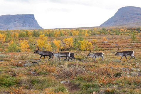 Reindeer herd at Abisko National Park in the colourful autumn of Lapland below Lapporten,
