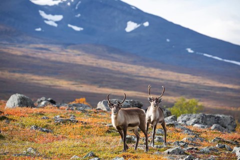 Reindeer herd at Abisko National Park in the colourful autumn of Lapland below Lapporten,