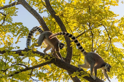 A ring-tailed lemur (Lemur catta) runs across a branch high up in a tree against the light on a