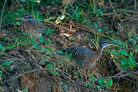 Sun rail (Eurypyga helias) Pantanal Brazil