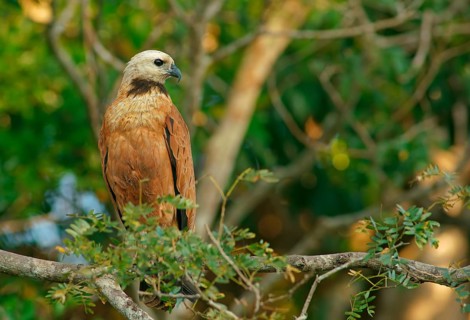 Fish Buzzard (Busarellus nigricollis), Pantanal, inland, wetland, UNESCO Biosphere Reserve, World