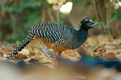 Sclater Hokko (Crax fasciolata), adult bird, female, Pantanal, Mato Grosso, Brazil, South America