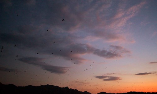 Flying foxes (Pteropodidae), Kalong Mangrove Island, Komodo National Park, Indonesia, Southeast