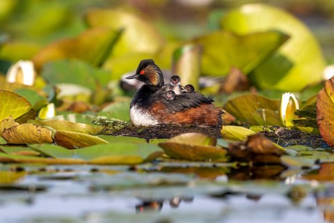 Black-necked Grebe (Podiceps nigricollis) at the nest with young, Danube Delta, Romania