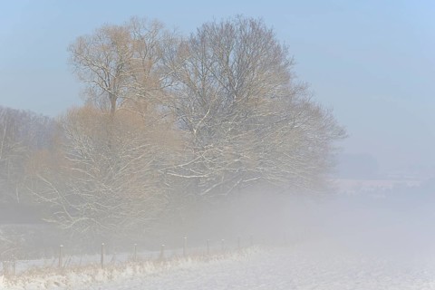 Winterlandschaft, Bodennebel steigt vor schneebedeckten Bäumen auf, blauer Himmel,