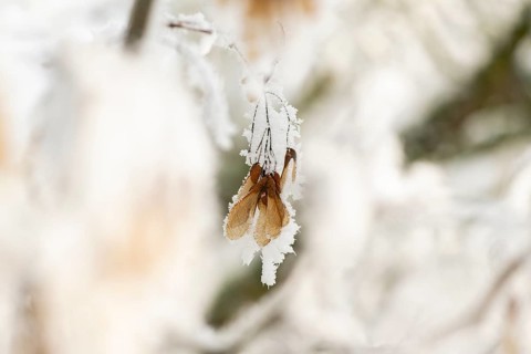 Ice crystals from roarfrost on Amur maple (Acer tataricum subsp. ginnala) seeds at sunshine in