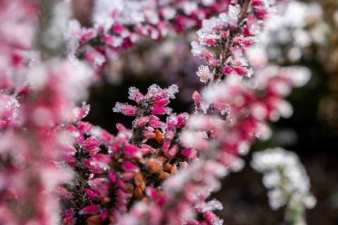 Ice crystals from roarfrost on a winter-flowering heather (Erica carnea) branch at sunshine in