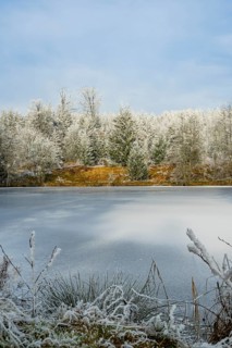 A frozen pont in a valley surrounded by a mixed forest with norway spruce (Picea abies) and