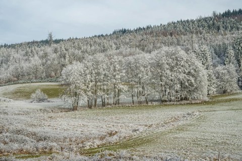 Meadow in a valley surrounded by a mixed forest with norway spruce (Picea abies) and European beech