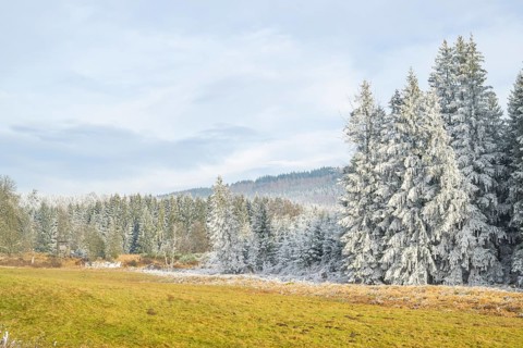 Meadow in a valley surrounded by a mixed forest with norway spruce (Picea abies) and European beech