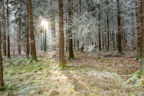 Mixed forest with norway spruce (Picea abies) and European beech (Fagus sylvatica) white from