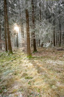 Mixed forest with norway spruce (Picea abies) and European beech (Fagus sylvatica) white from