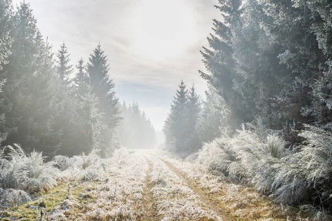 Walking trail going through a mixed forest white from roarfrost on a sunny day in winter, Bavaria,