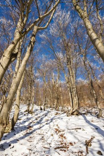 European beech (Fagus sylvatica) trees in a forest with hoarfrost on the branches in winter, Vápec,