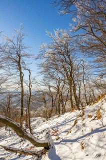European beech (Fagus sylvatica) trees in a forest with hoarfrost on the branches in winter, Vápec,