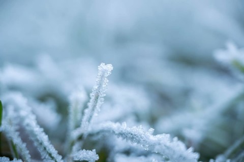 Ice crystals from roarfrost on grass blades in winter, Bavaria, Germany