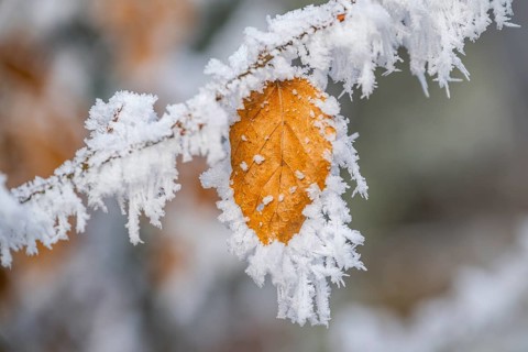 Ice crystals from roarfrost on a common beech (Fagus sylvatica) leaf at sunshine in winter,