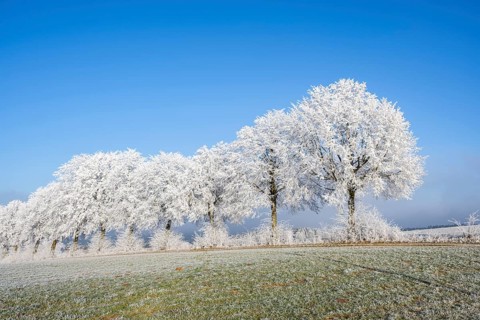 Silver lime trees (Tilia tomentosa) with hoarfrost on the branches standing on a meadow on a sunny
