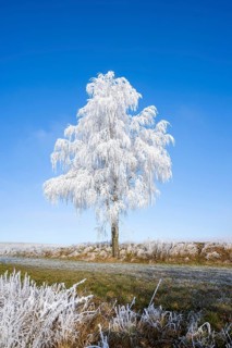 Silver birch (Betula pendula) standing on a meadow with hoarfrost on the branches in front of blue