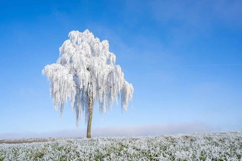 Silver birch (Betula pendula) standing on a meadow with hoarfrost on the branches in front of blue