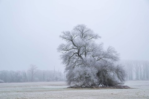 Eastern crack-willow (Salix euxina) standing on a meadow with hoarfrost on the branches in winter,