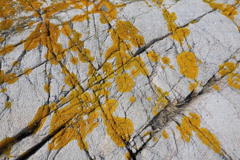 Yellowish lichen on a furrowed granite rock, Resö Island, Bohuslän, Skagerrak, Sotenäs, Västra